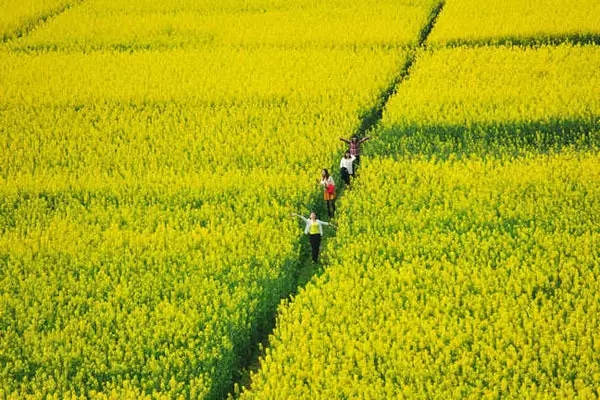 拓展基地之金堂三溪镇油菜花节