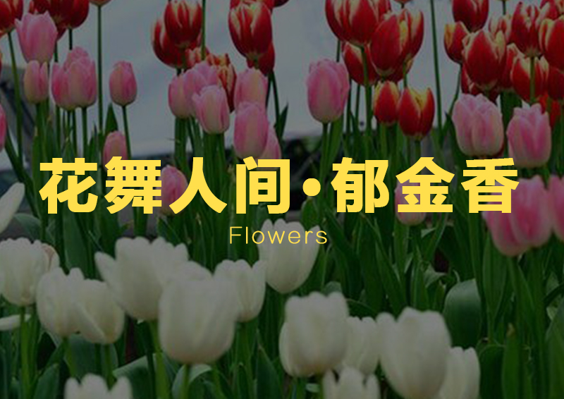 新津花舞人间.jpg