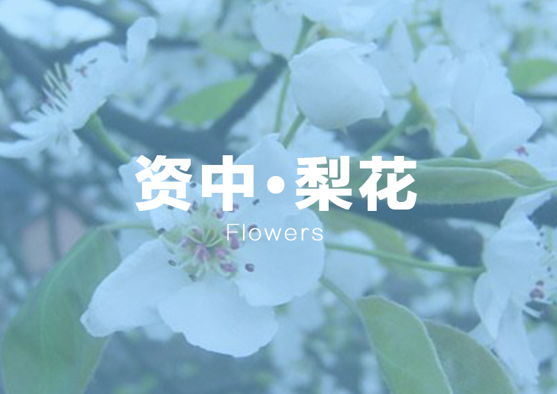 资中千年梨花节.jpg